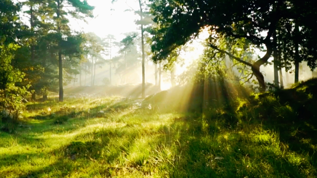 Paysage 