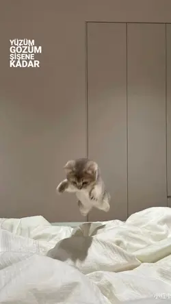 yeni şablon