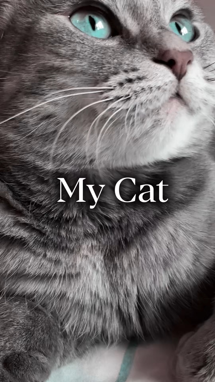 Meine Katze