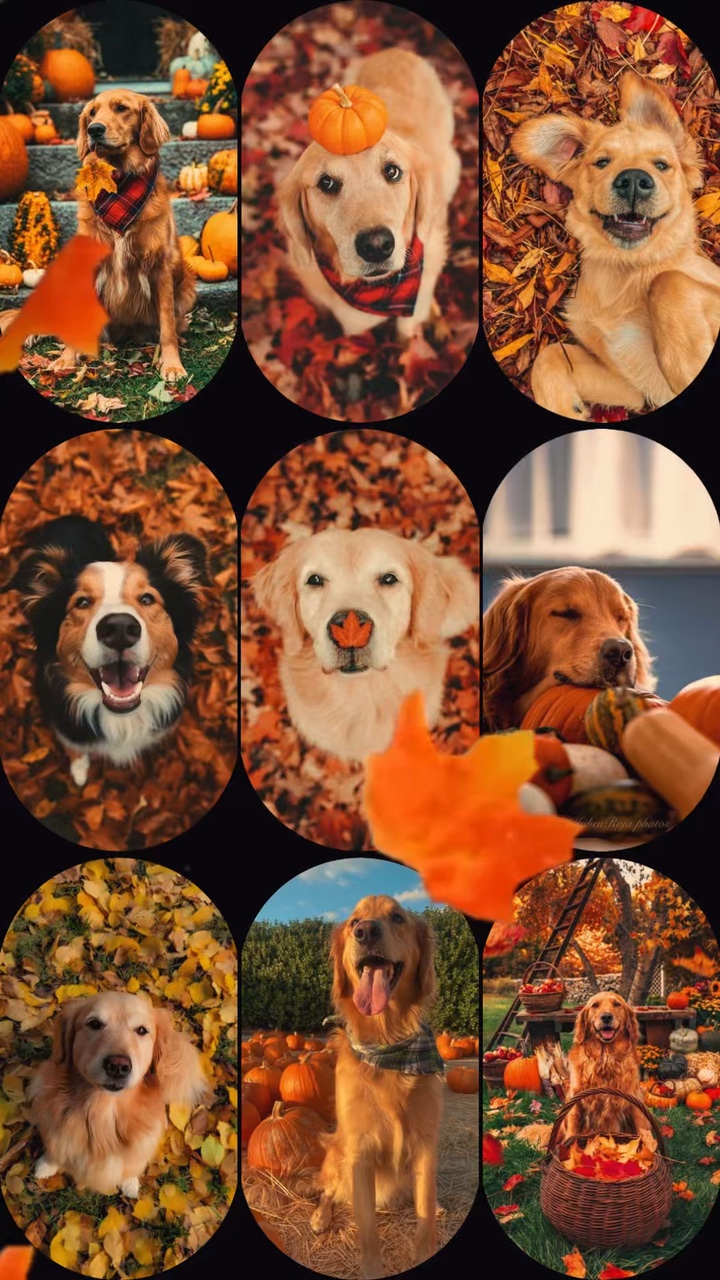 Hund im Herbst 