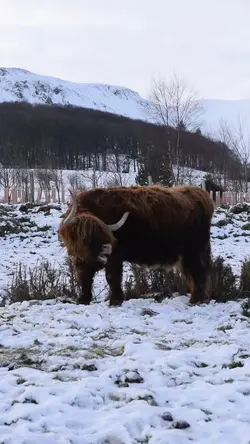 Highland cows