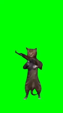 cat meme