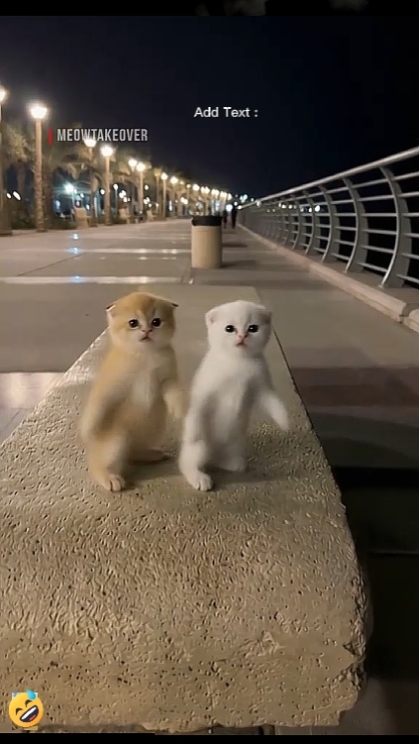 Cute Cat