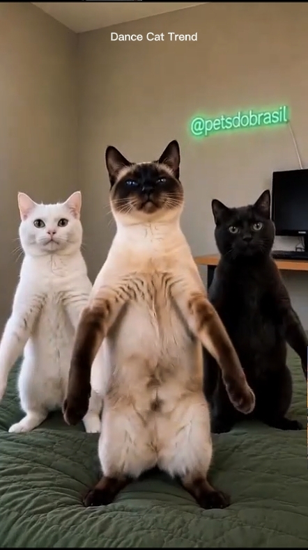 Tendência De Gato De Dança