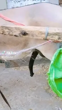 funny video try this