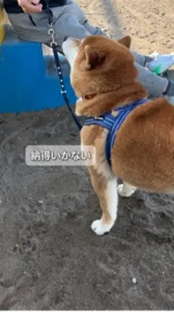 おねだり手順踏むテンプレ