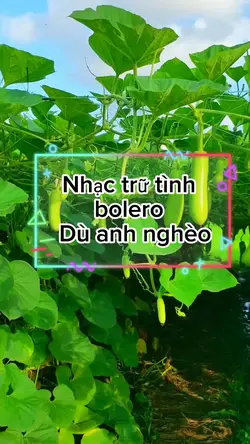 Nhạc trữ tình bolero