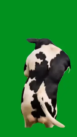 rump steak