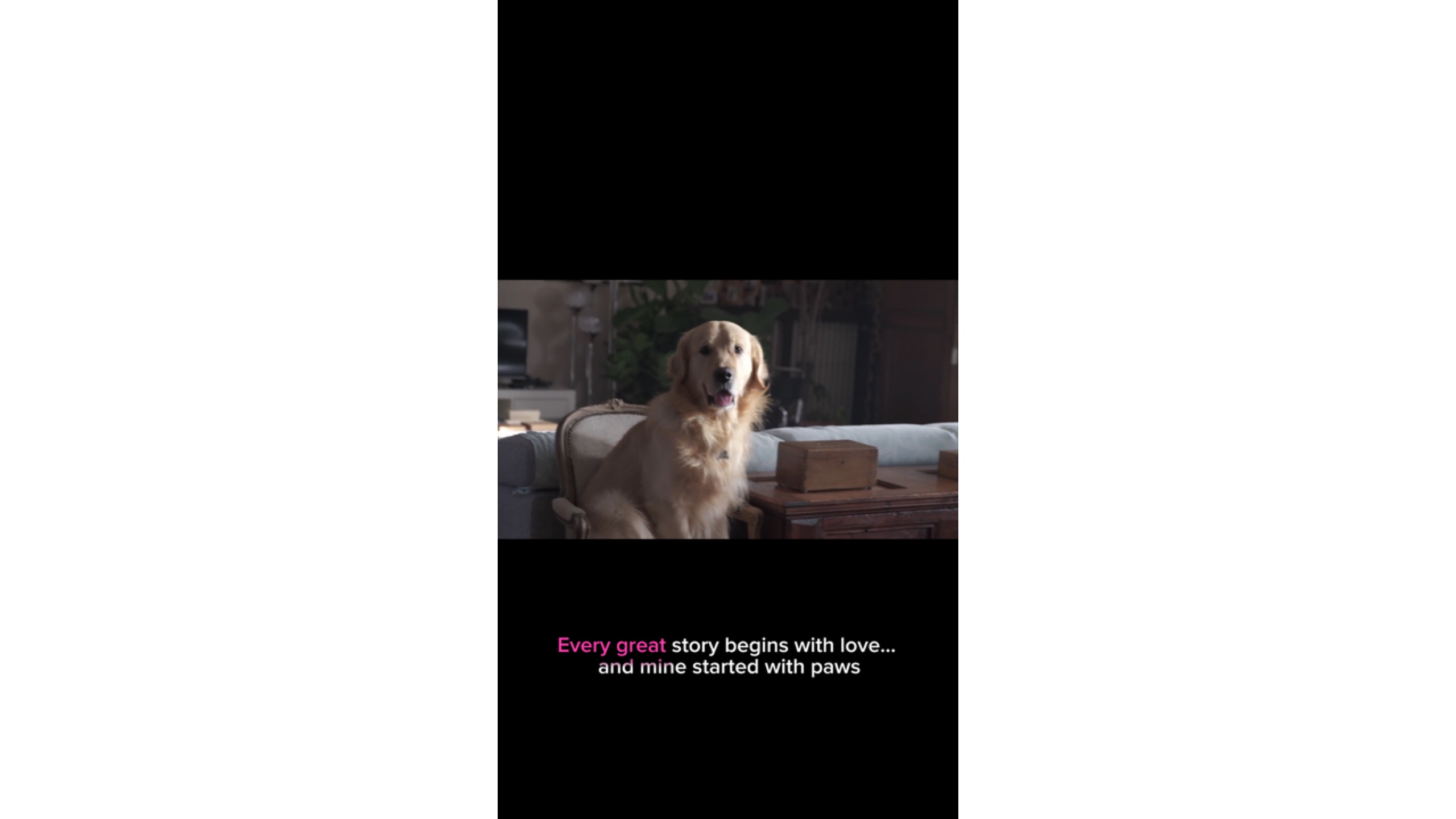 A Dog’s Purpos