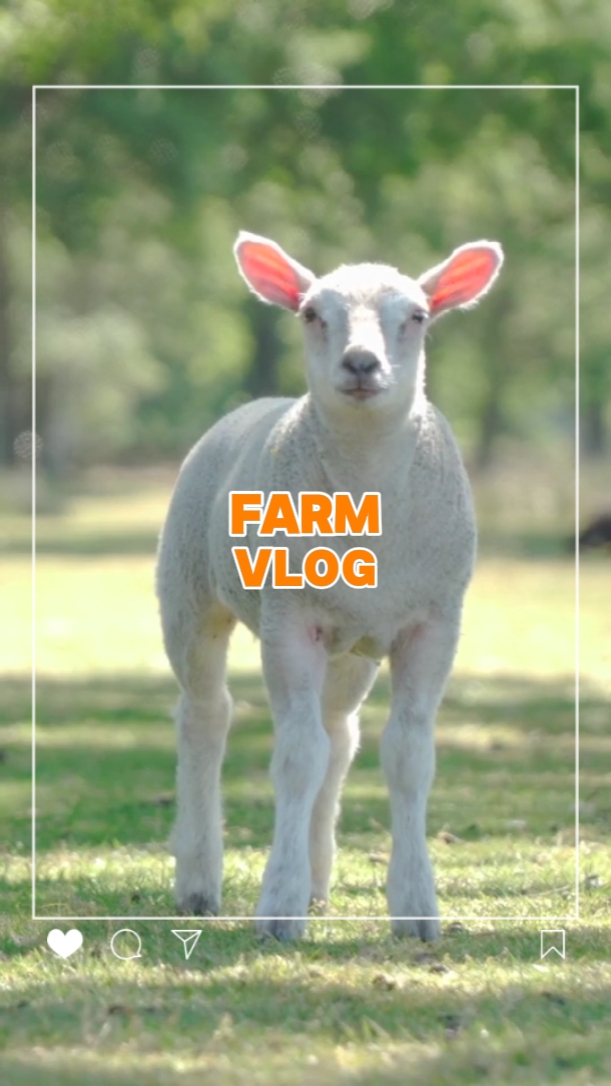 50. Farm Vlog 