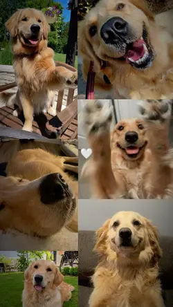 My dog 