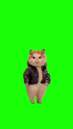 hamster joged