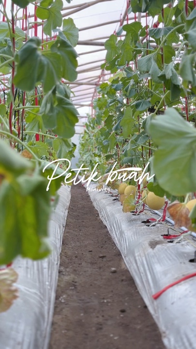 Petik buah melão 🍈