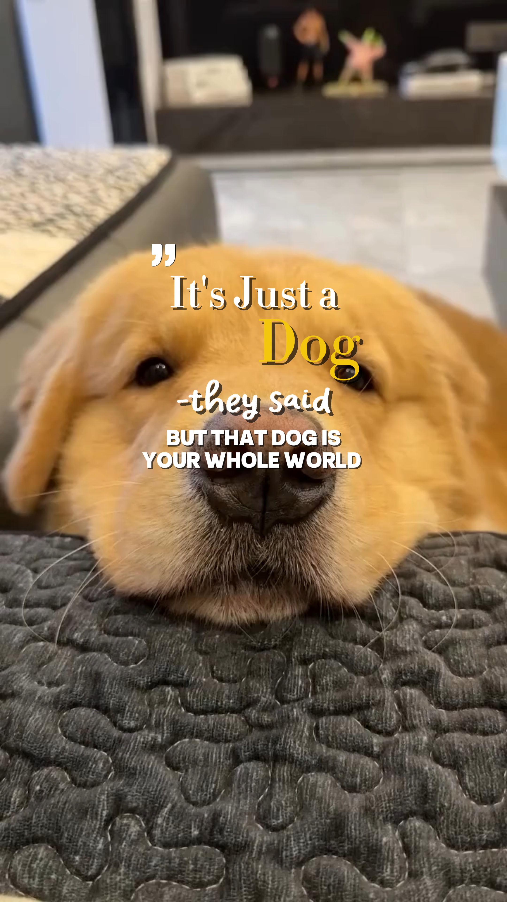 Dog love 🤍