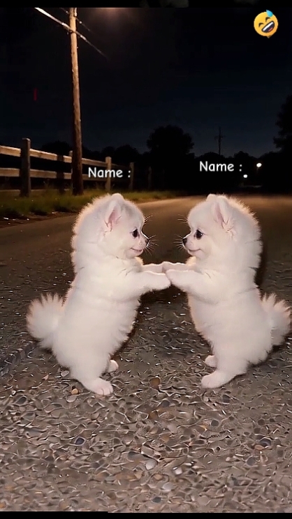 Tendencia del perro de baile.? 