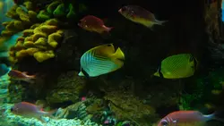 Peixinhos