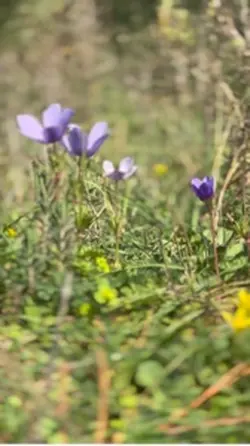 Spring is coming