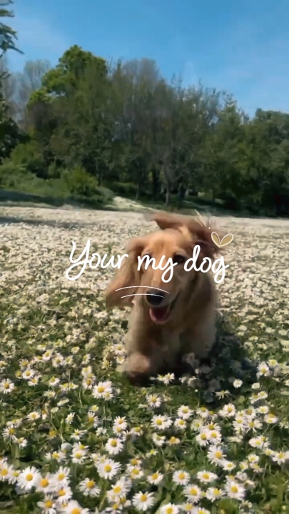 Your my dog