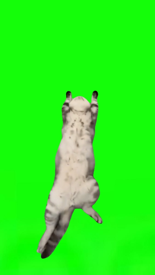 rahatlatıcı kedi 