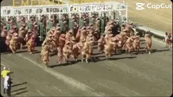Dinos