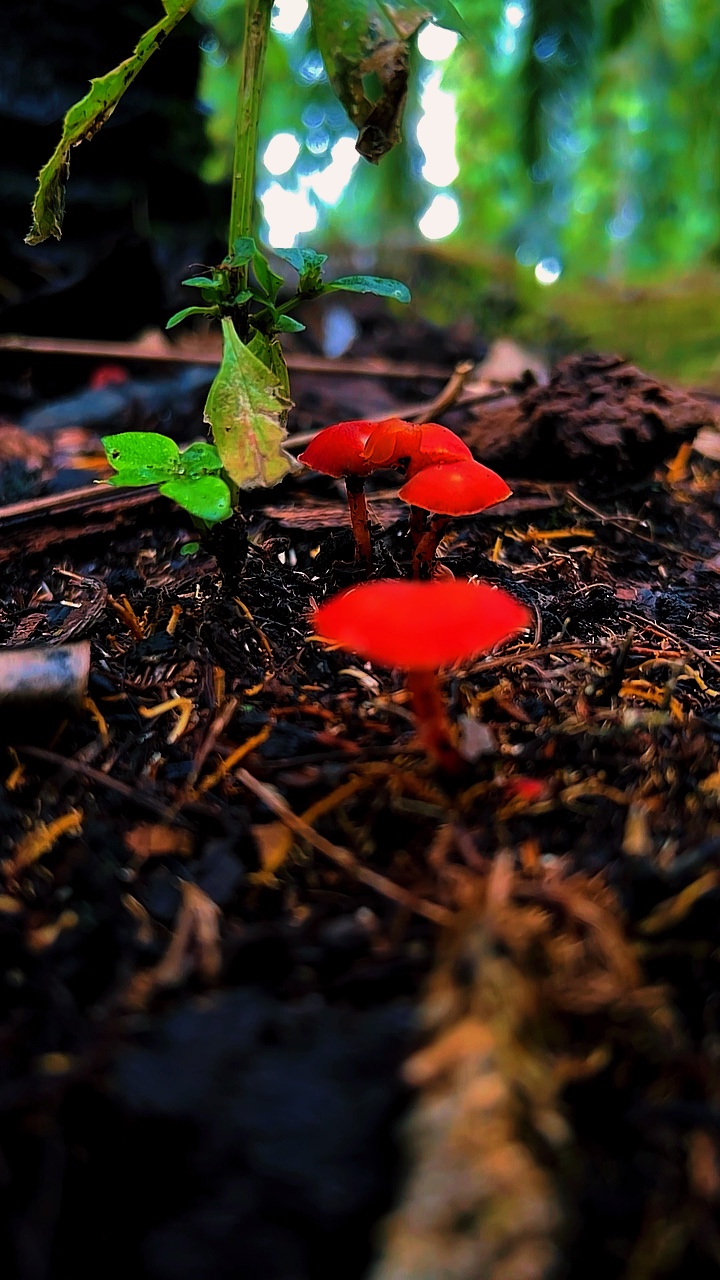 Verde HD