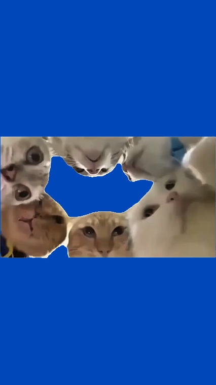 Meme, gosip kucing 
