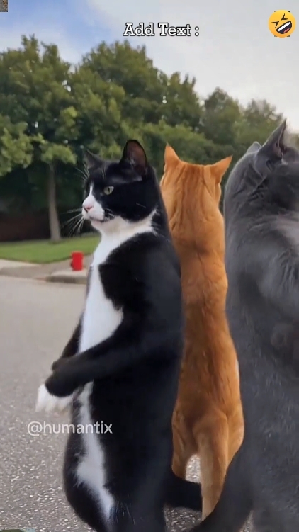 The Cats 