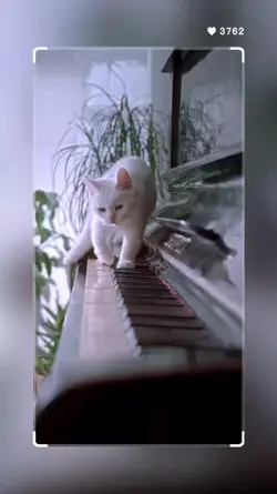 Animals pets