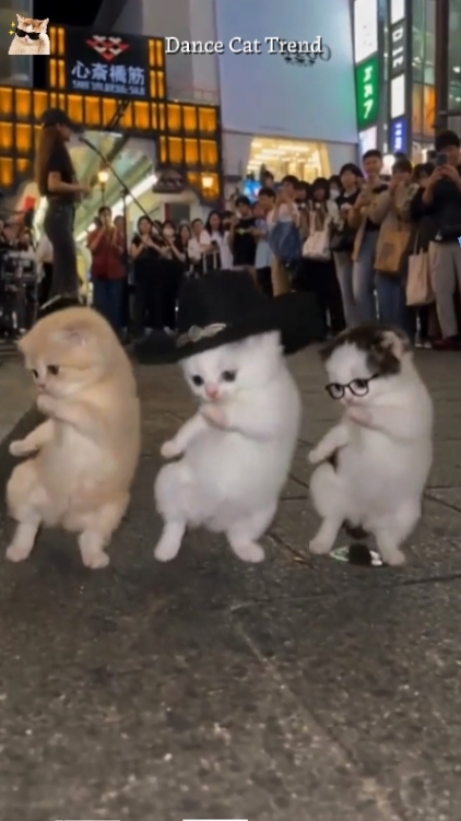 Dance Cat Trend