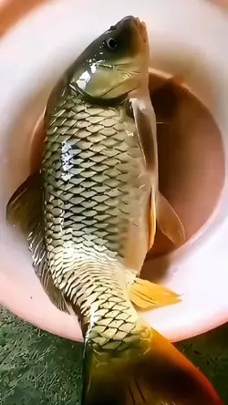 Nàng tiên cá