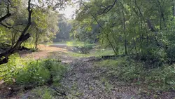 Long Form Video 
