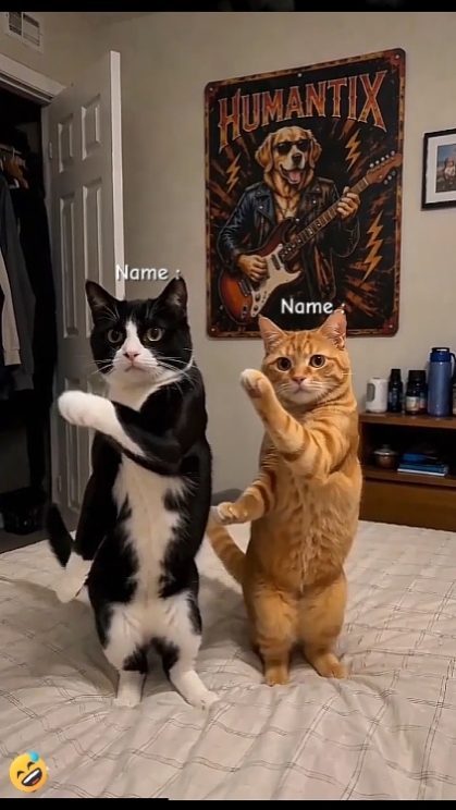 Dance Cat Trend.. 