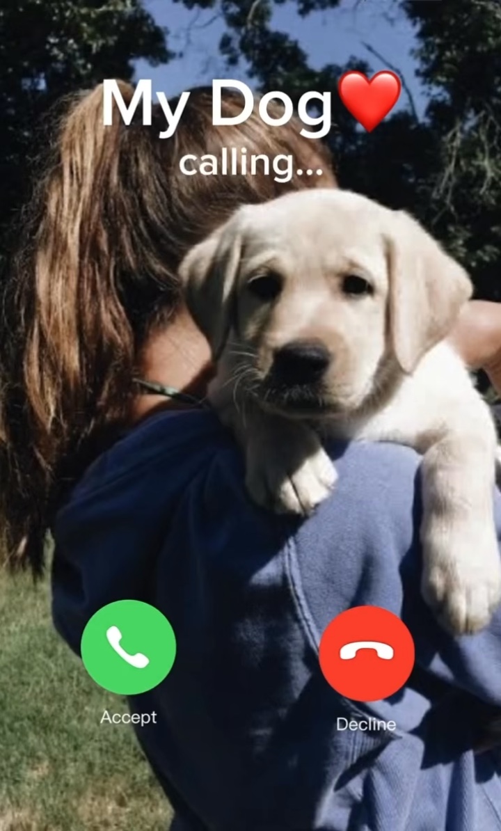 Perro❤️ 