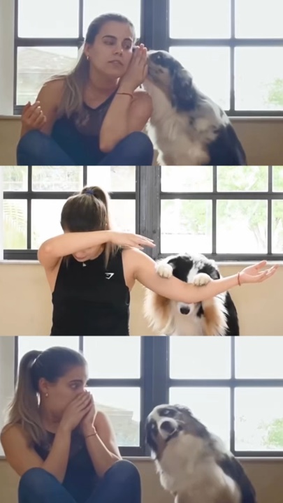 Doggie sitting