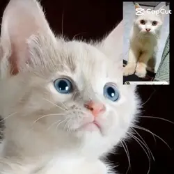 Cat sing