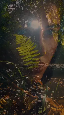 ENCHANTED FOREST 