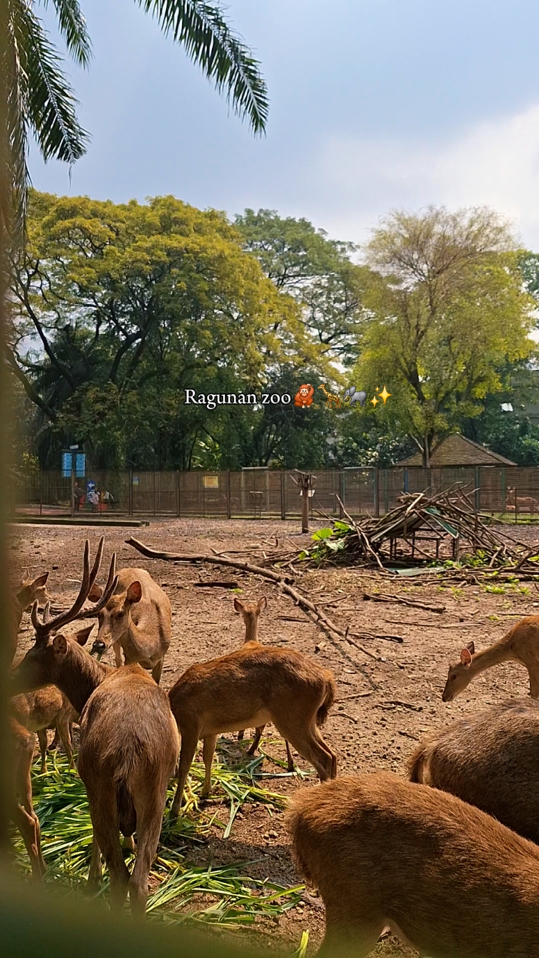 Ragunan zoo