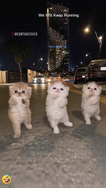 Gato Gracioso