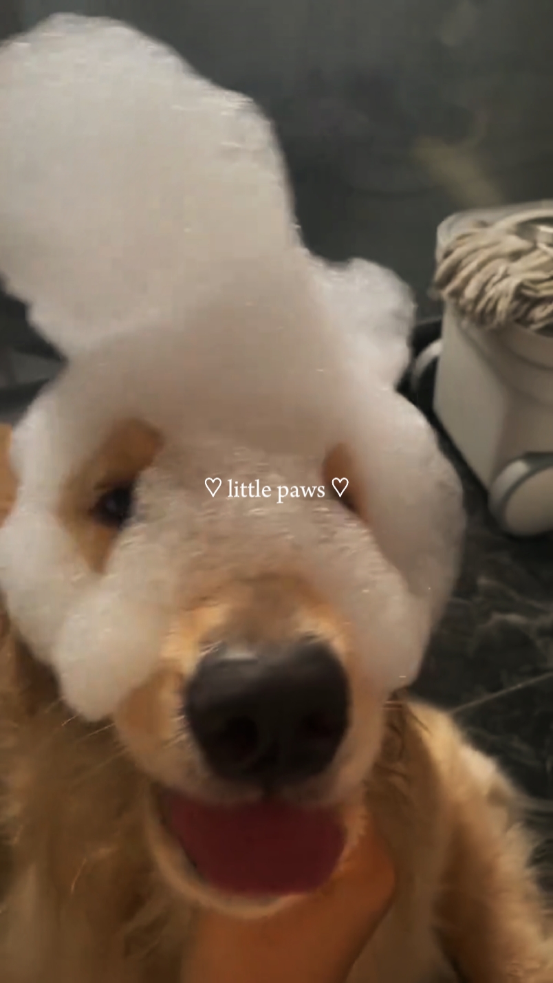 little paws