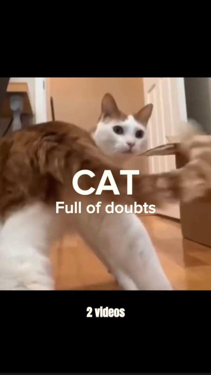 my cat vs your cat