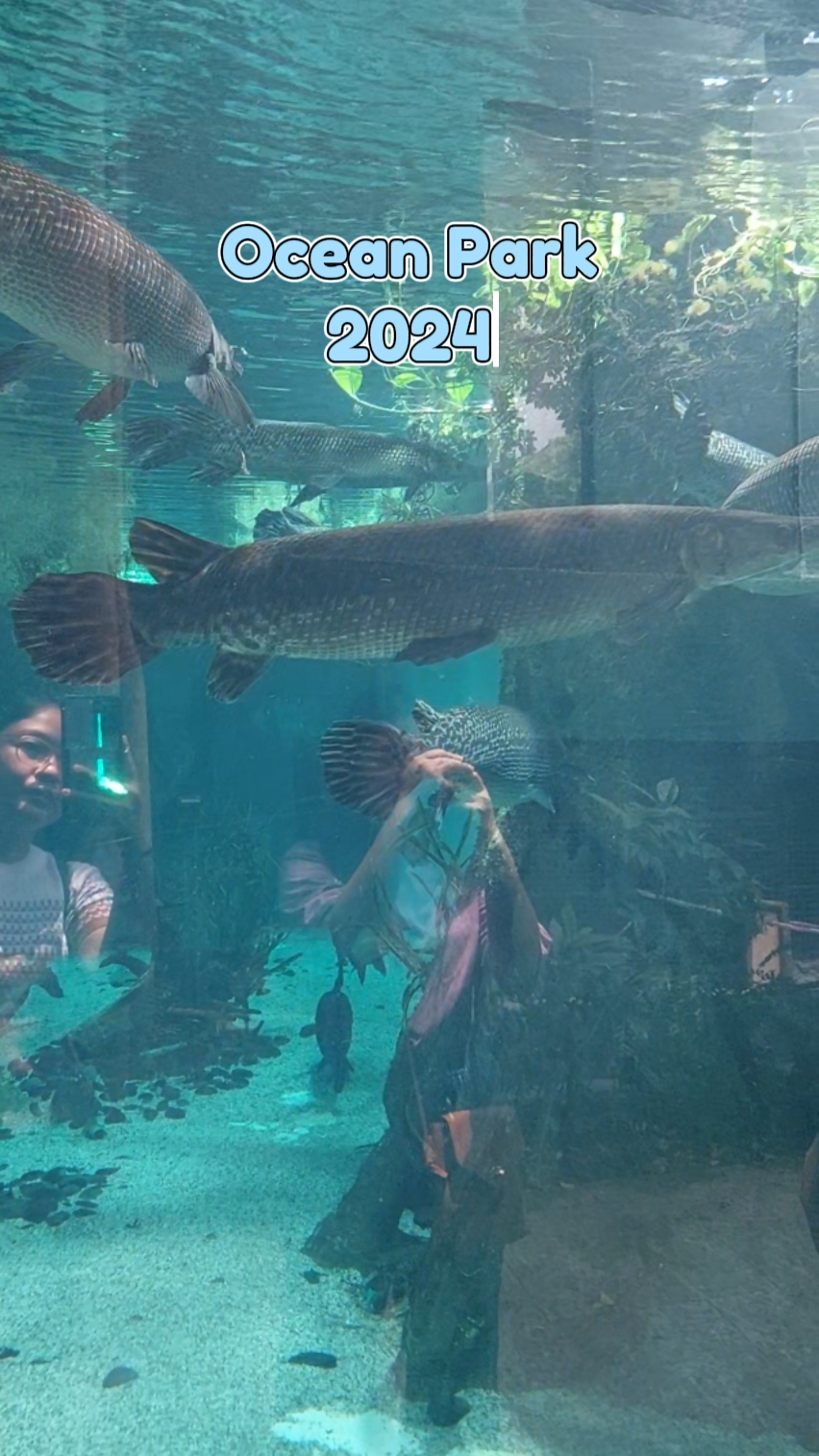 Ocean Park 2024