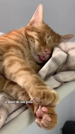 trend gato
