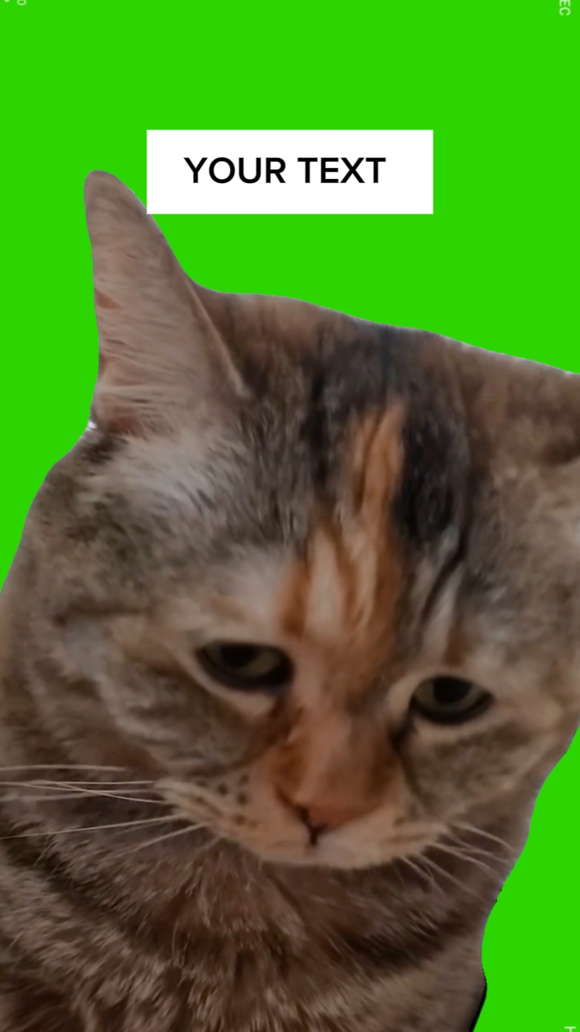 고양이 밈