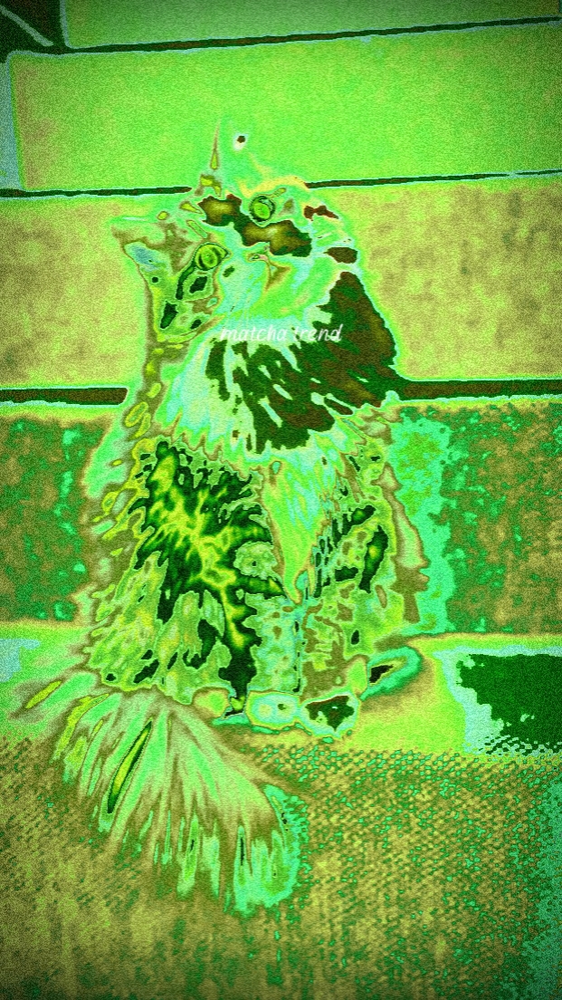 MATCHA NEW TREND