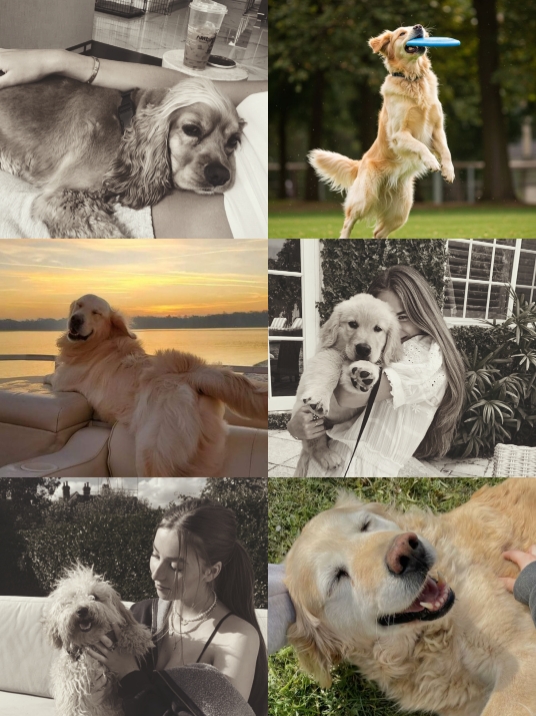 journée nationale du chien