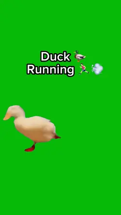 Duck Running 🦆