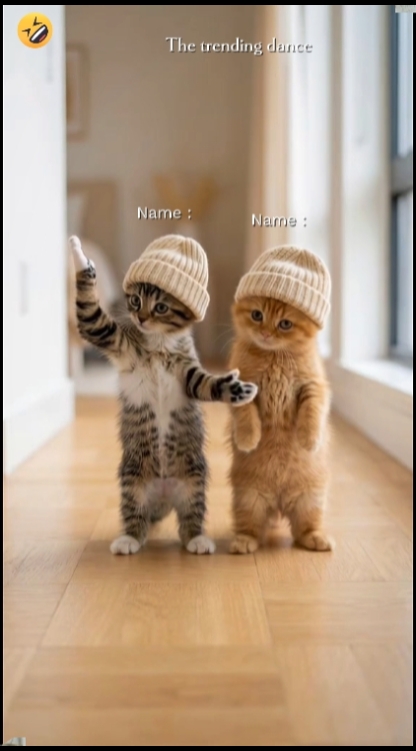 Tendencia del gato de baile