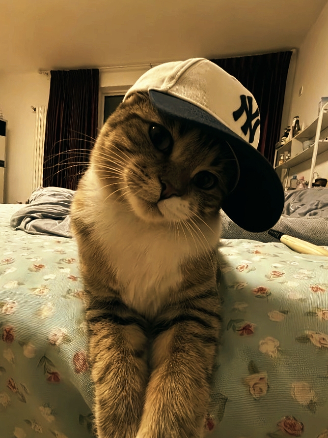 cool cat sync