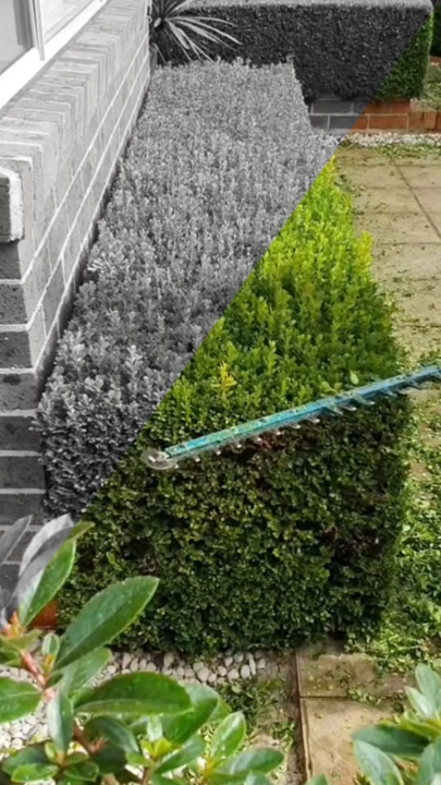Berkebun