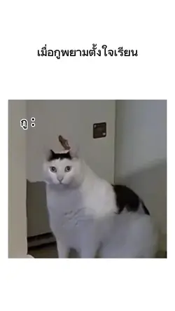 มีม